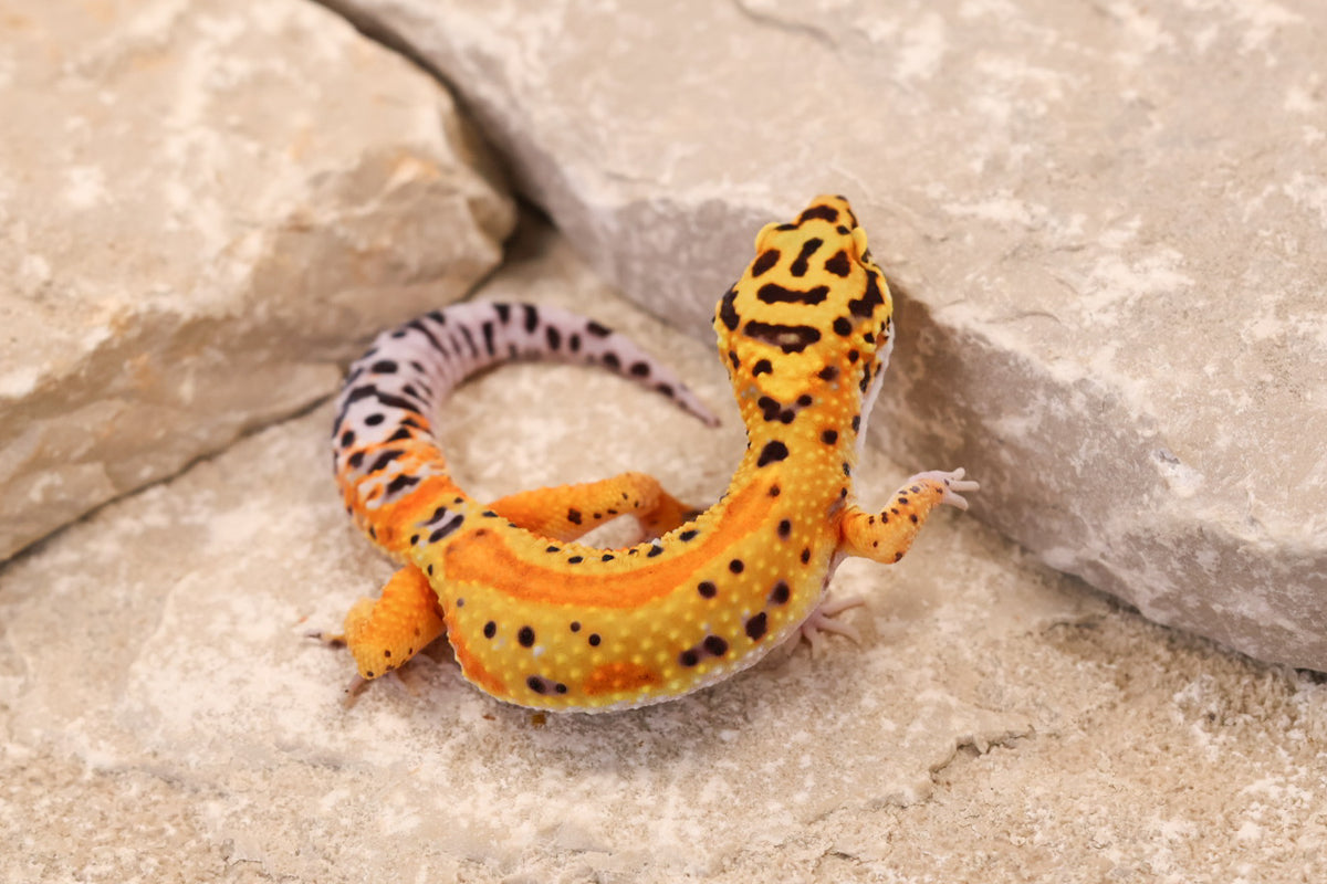 26-326 | Firebold Line Striped Tangerine het Rainwater Albino | Male