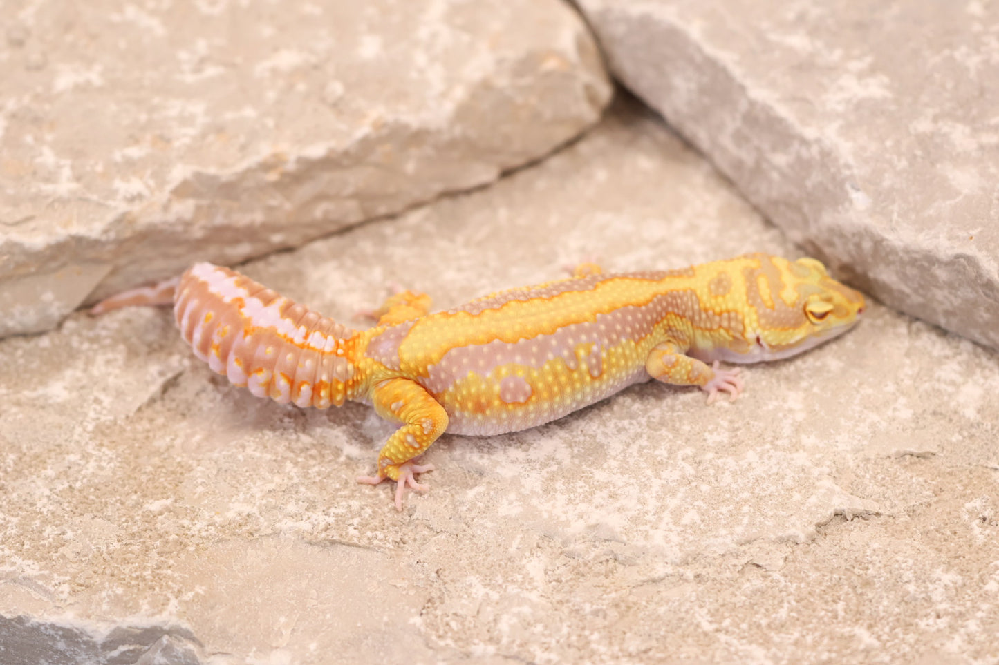 23-422 | Bandit/Red Diamond Striped Tangerine Tremper Albino | Female