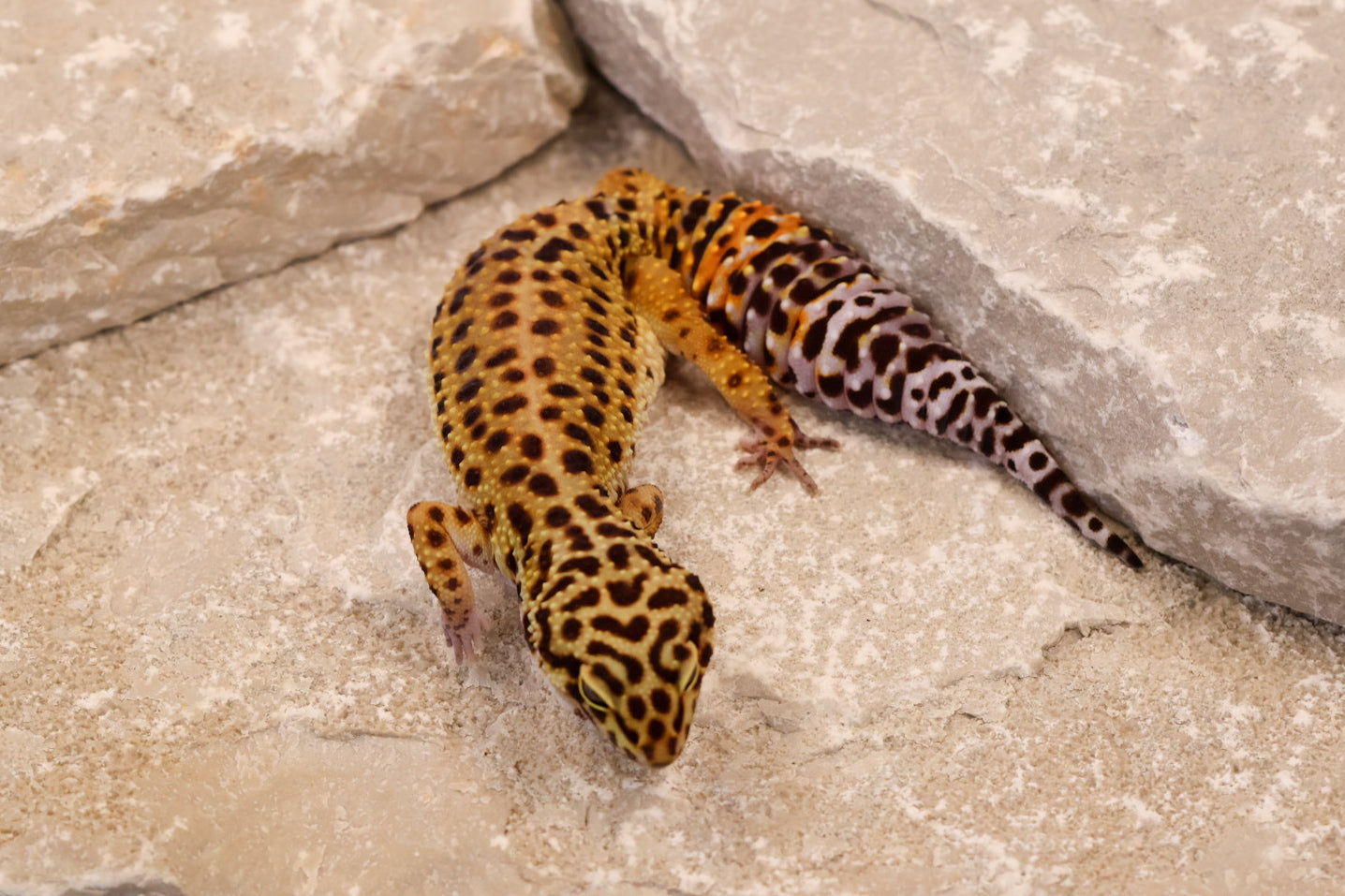 23-424 | Black Night/Red Diamond Melanistic Tangerine het Tremper Albino | Female