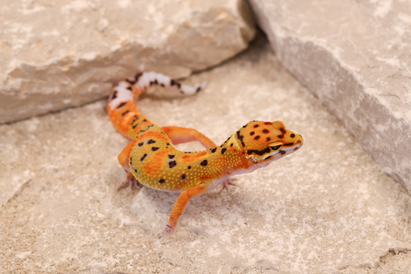26-071 | Clown 66% het Tremper Albino | Female