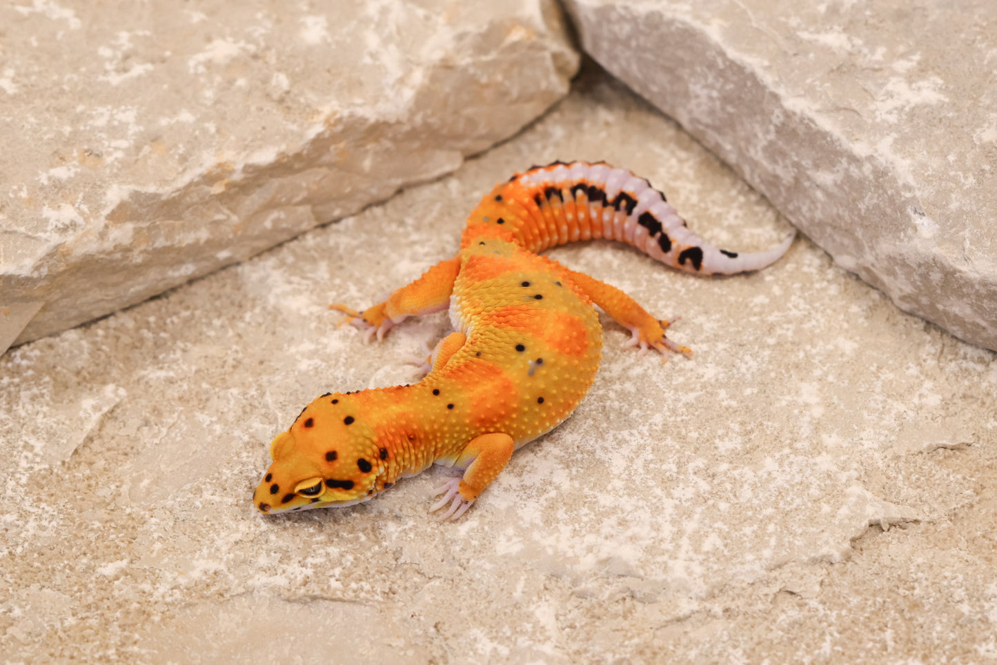25-072 | Clown het Tremper Albino | Female