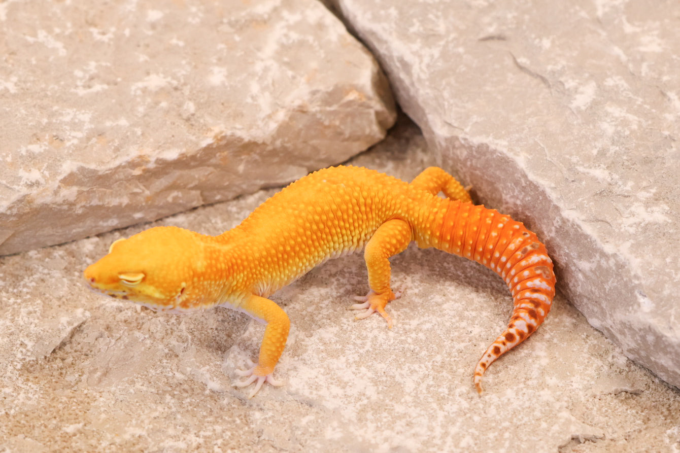 25-724 | Tangerine Bell Albino | Male