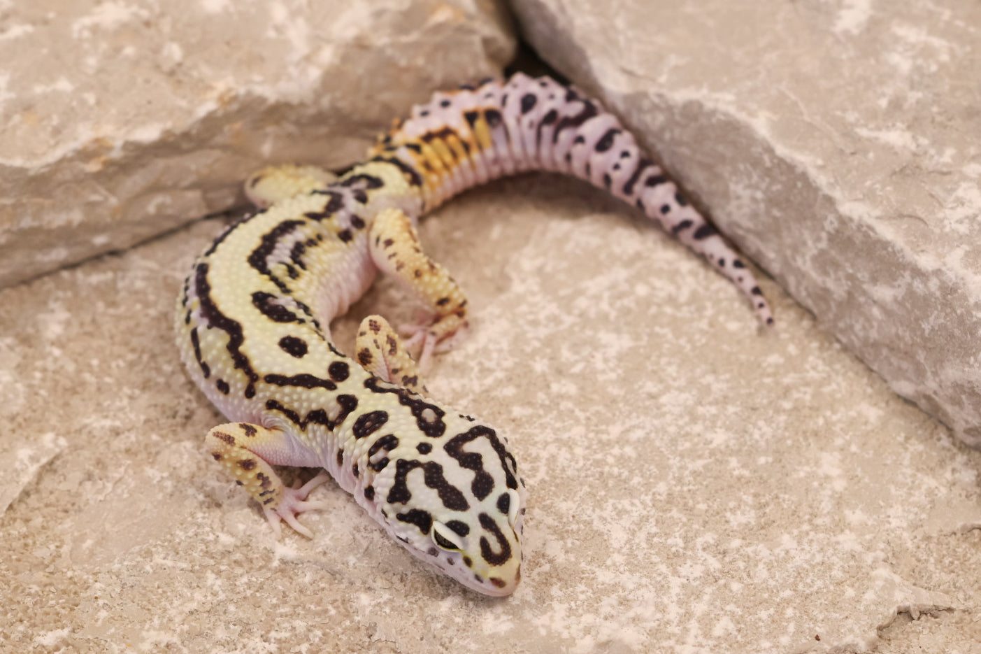 25-017 | Bold Stripe Probable W/Y | Male