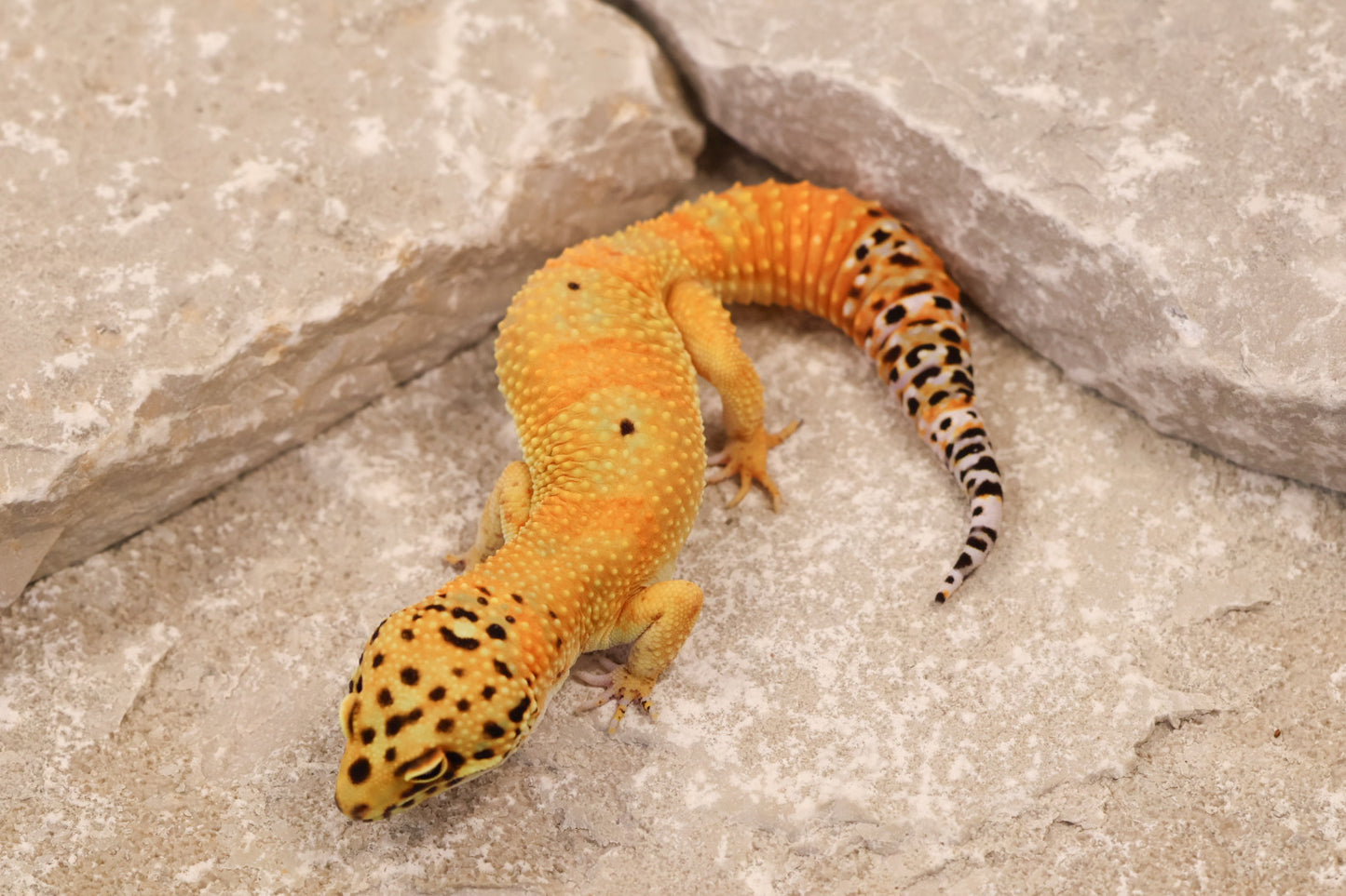 24-172 | Firewater/Inferno Tangerine het Rainwater Albino | Male