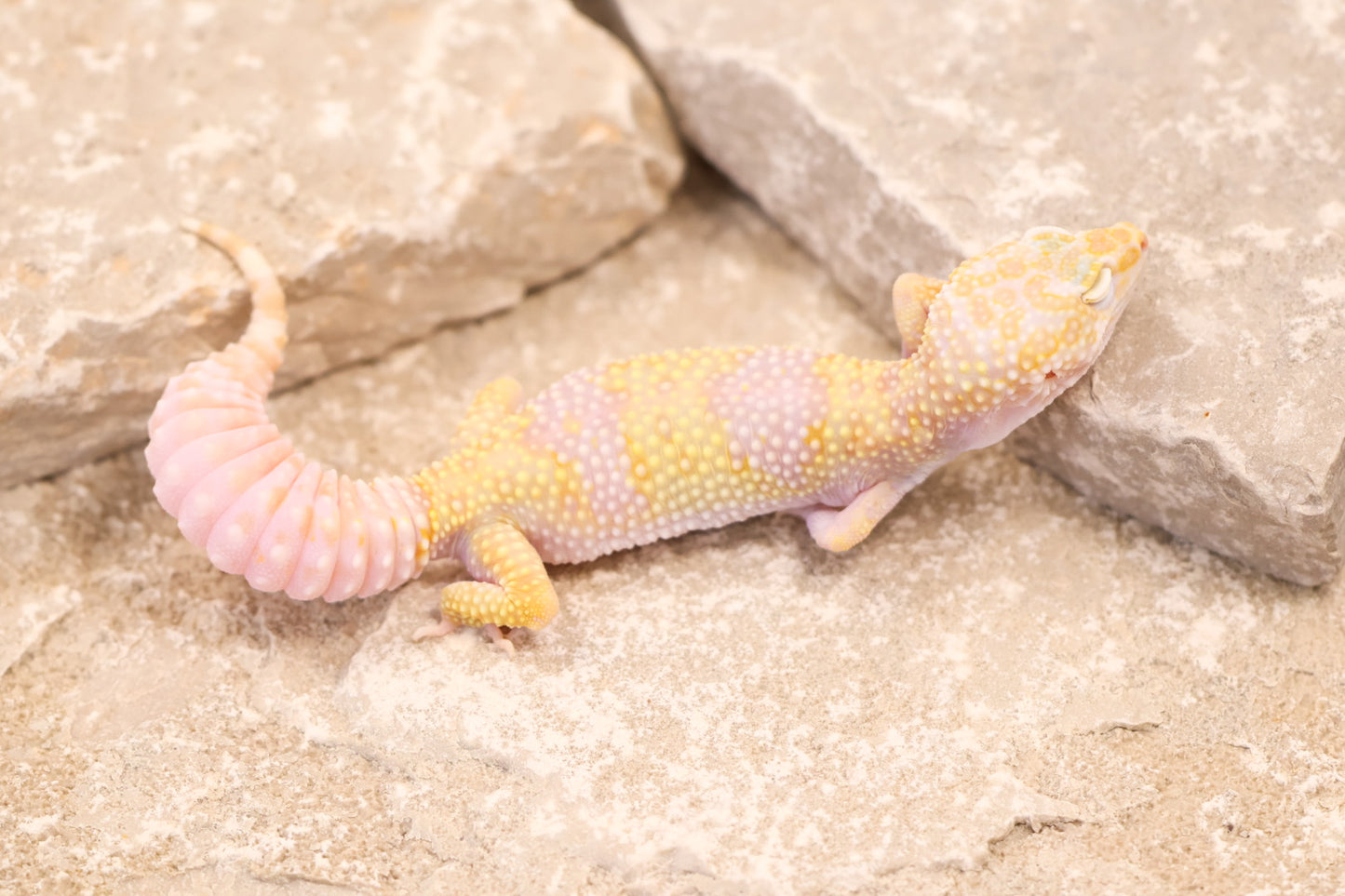 23-511 | Montanus Line Tremper Albino 66% het Eclipse