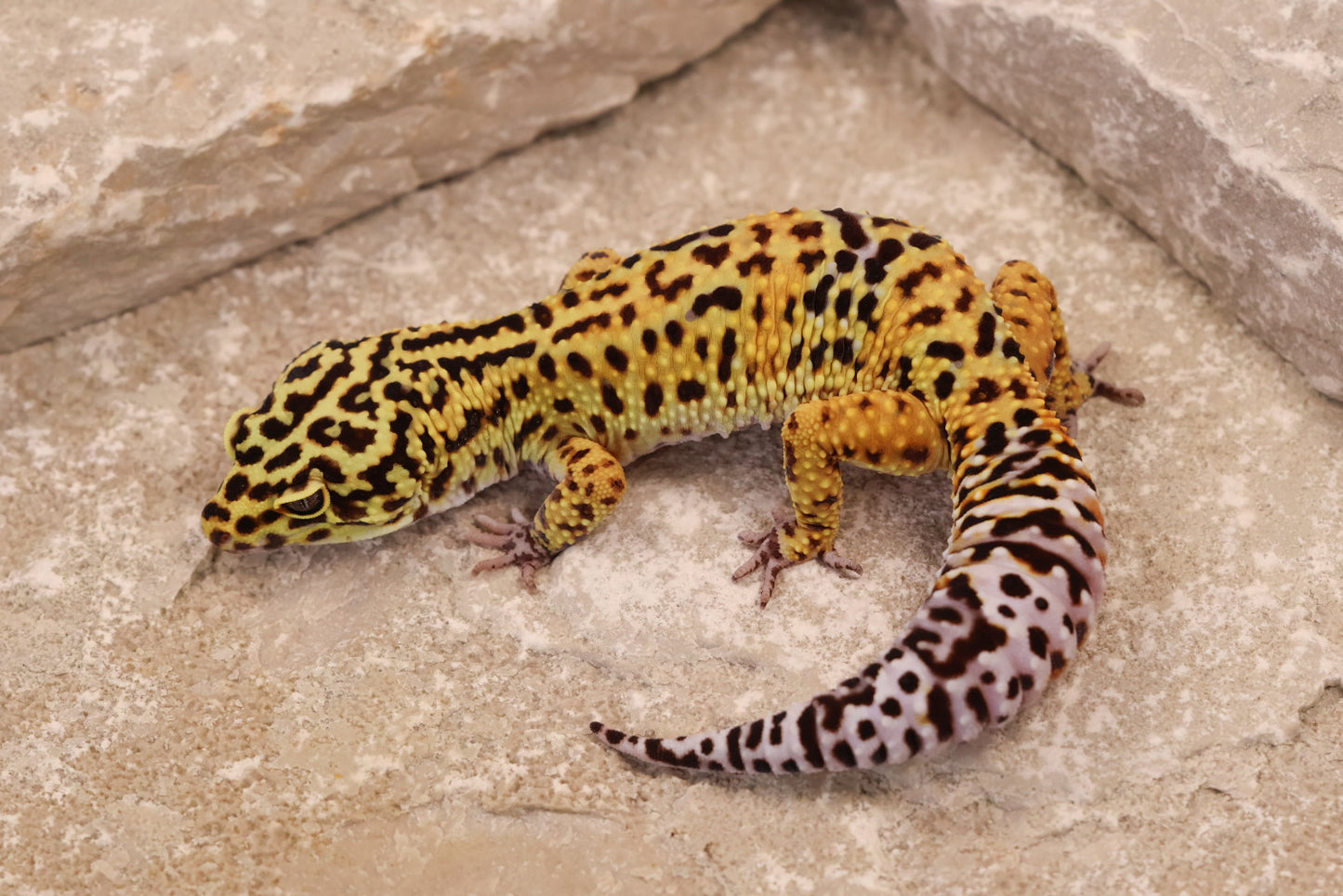 23-541 | Black Night Cross Tangerine het Bell Albino | Male