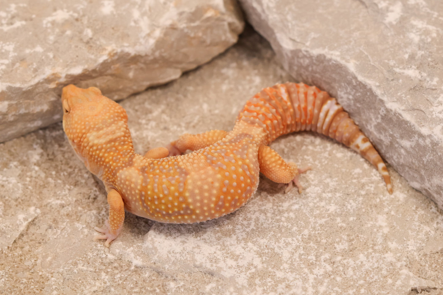 24-204 | Blue Amber Eye Rainwater Albino | Female