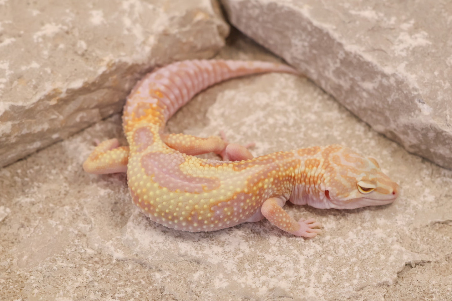 24-070 | Montanus Line Tremper Albino het Eclipse | Female