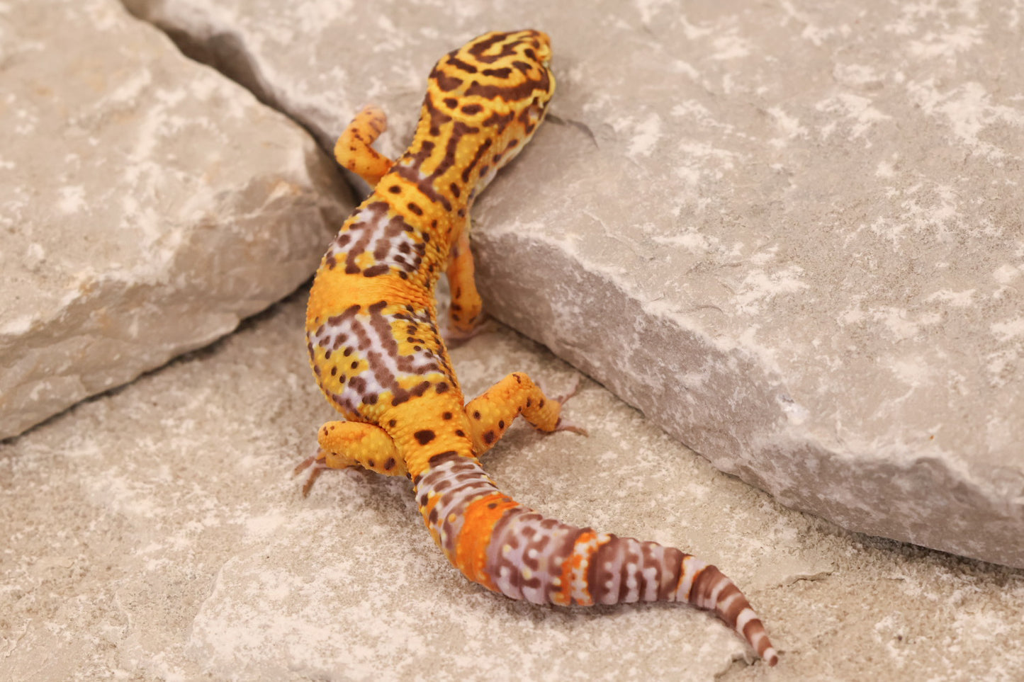 25-016 | Black Night Tangerine Cross Bell Albino | Male