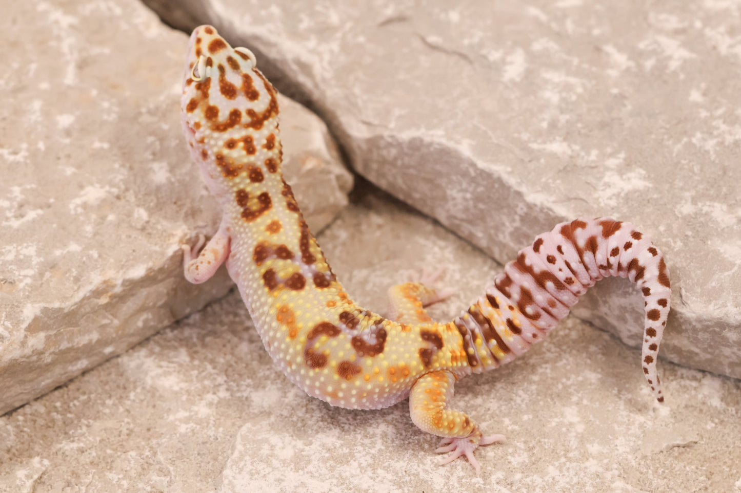 24-151 | Desert Bold Eclipse | Female