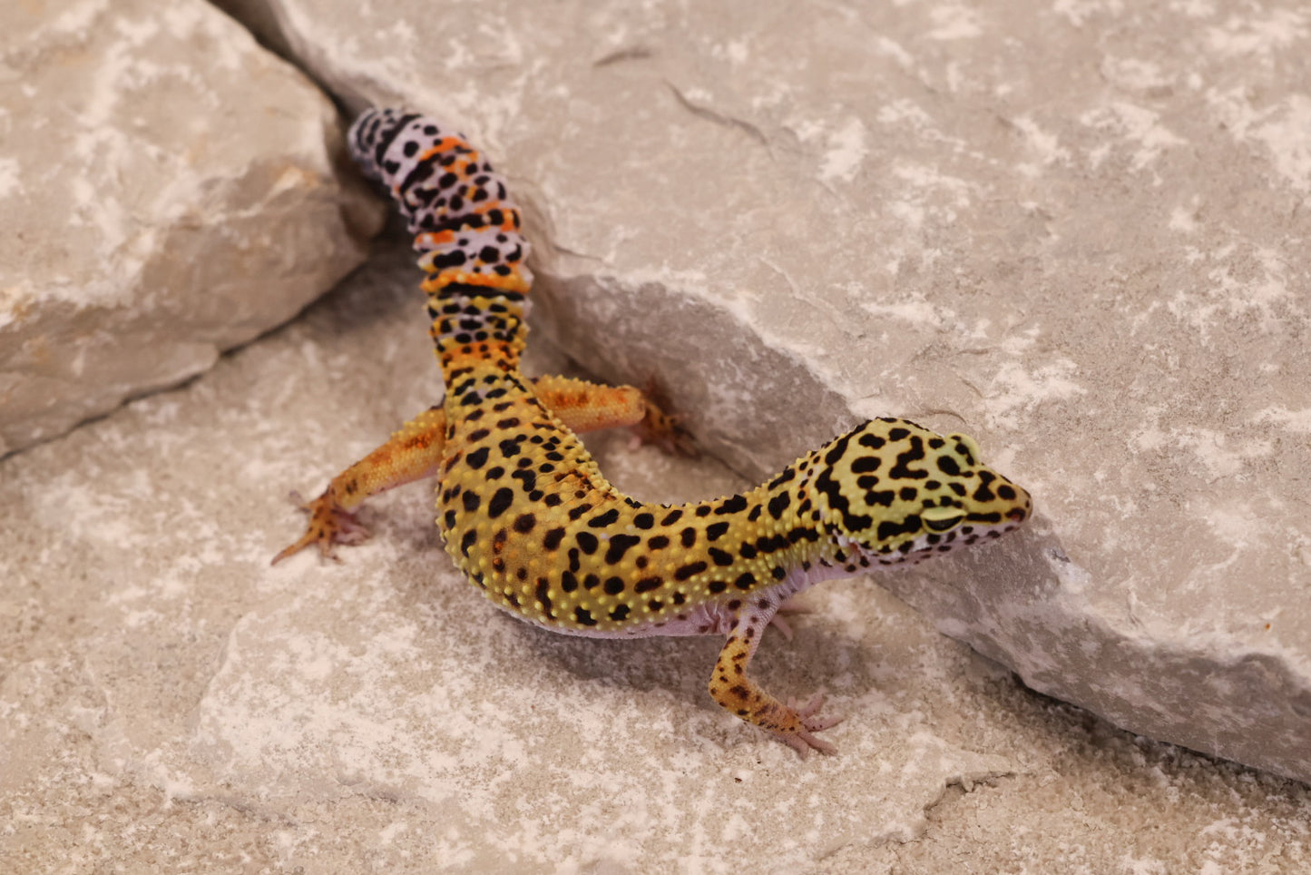 25-074 | Tangerine het Blizzard and Tremper Albino | Female