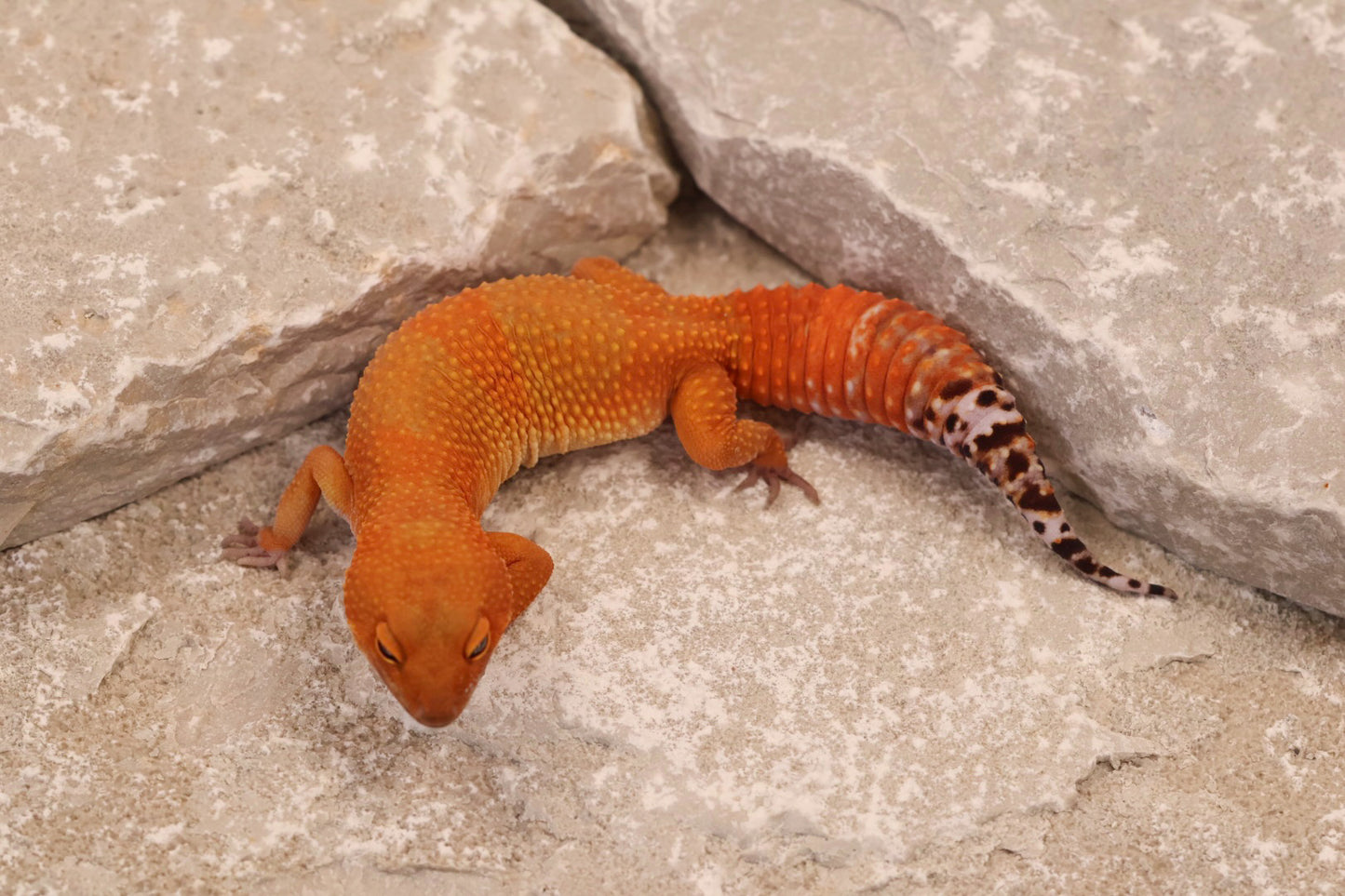 24-137 | Tangerine | Female