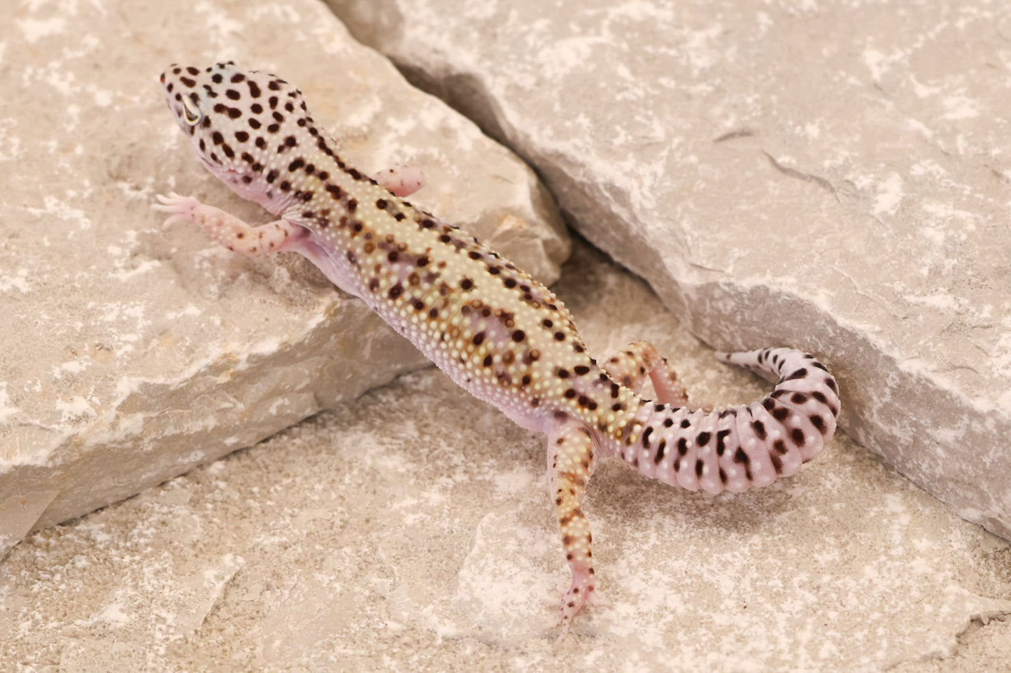 24-039 | Gem Snow het Rainwater Albino | Female