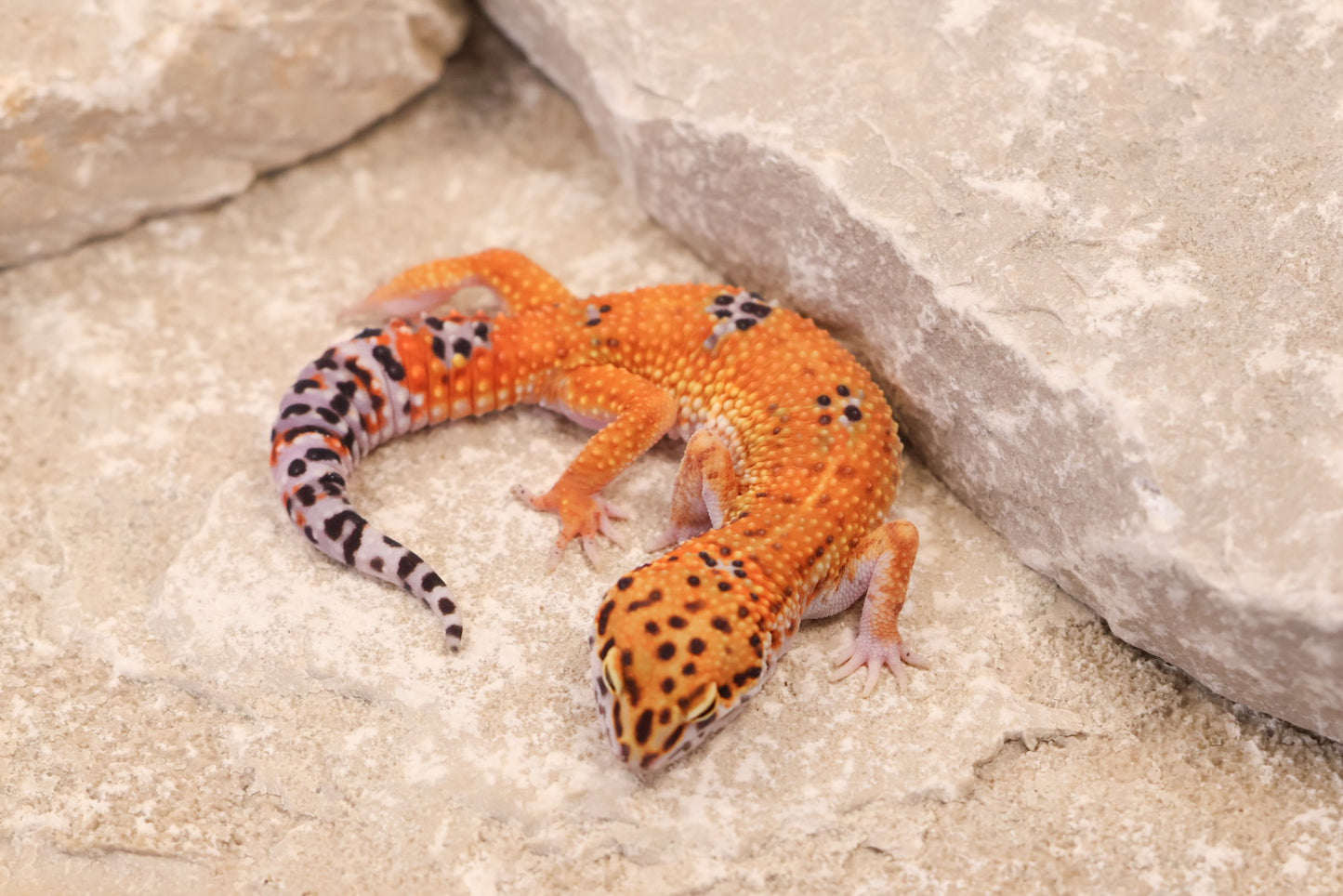 25-147 | Purple Head/Tangelo Tangerine het Tremper Albino | Female