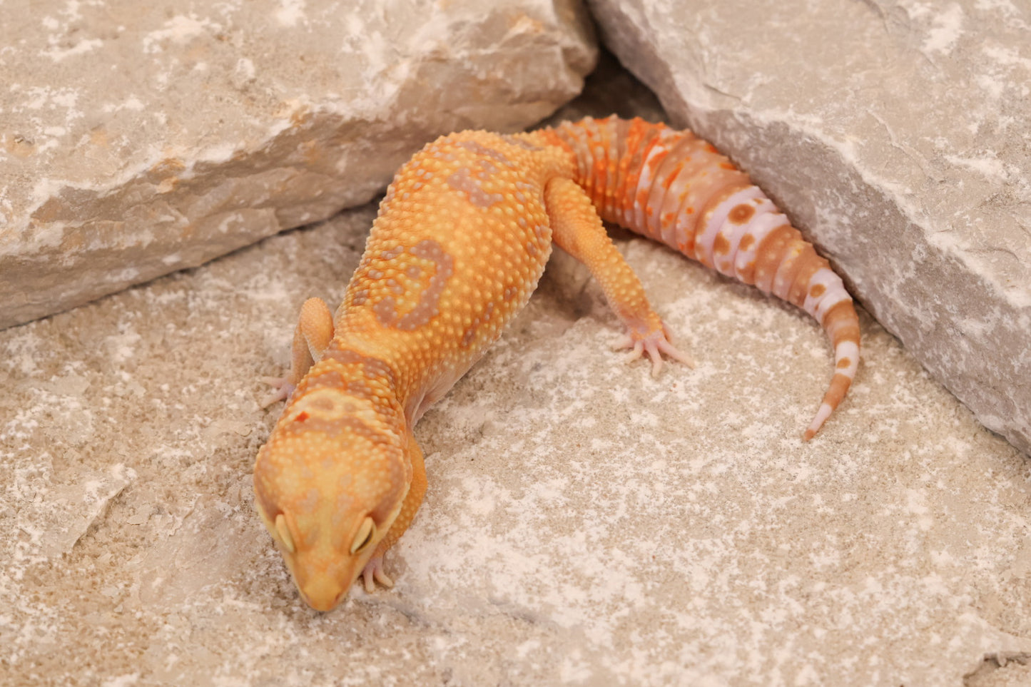 24-205 | Blue Amber Eye Rainwater Albino | Female