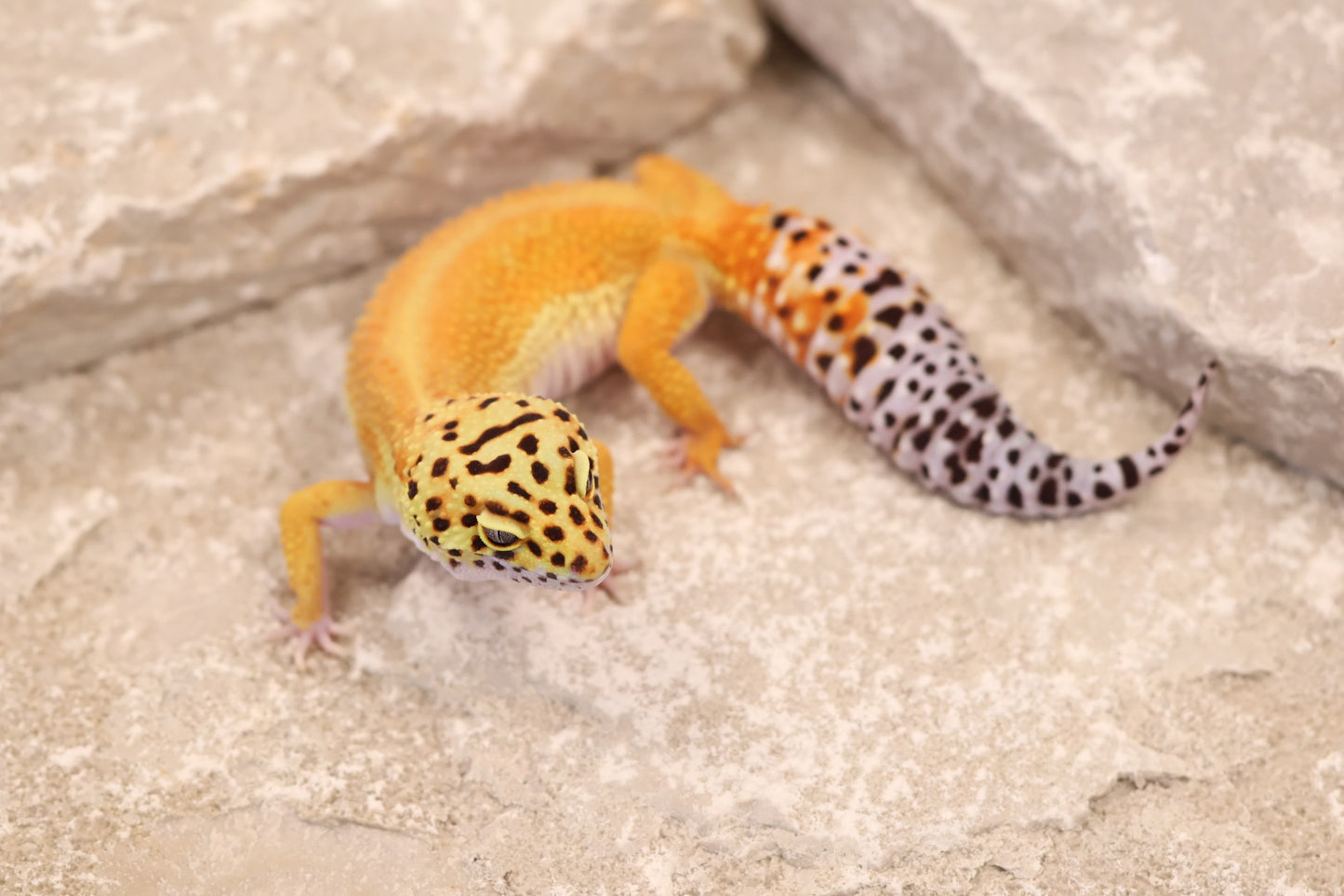 23-501 | Blood/Raining Red Stripe Tangerine het Rainwater Albino | Female