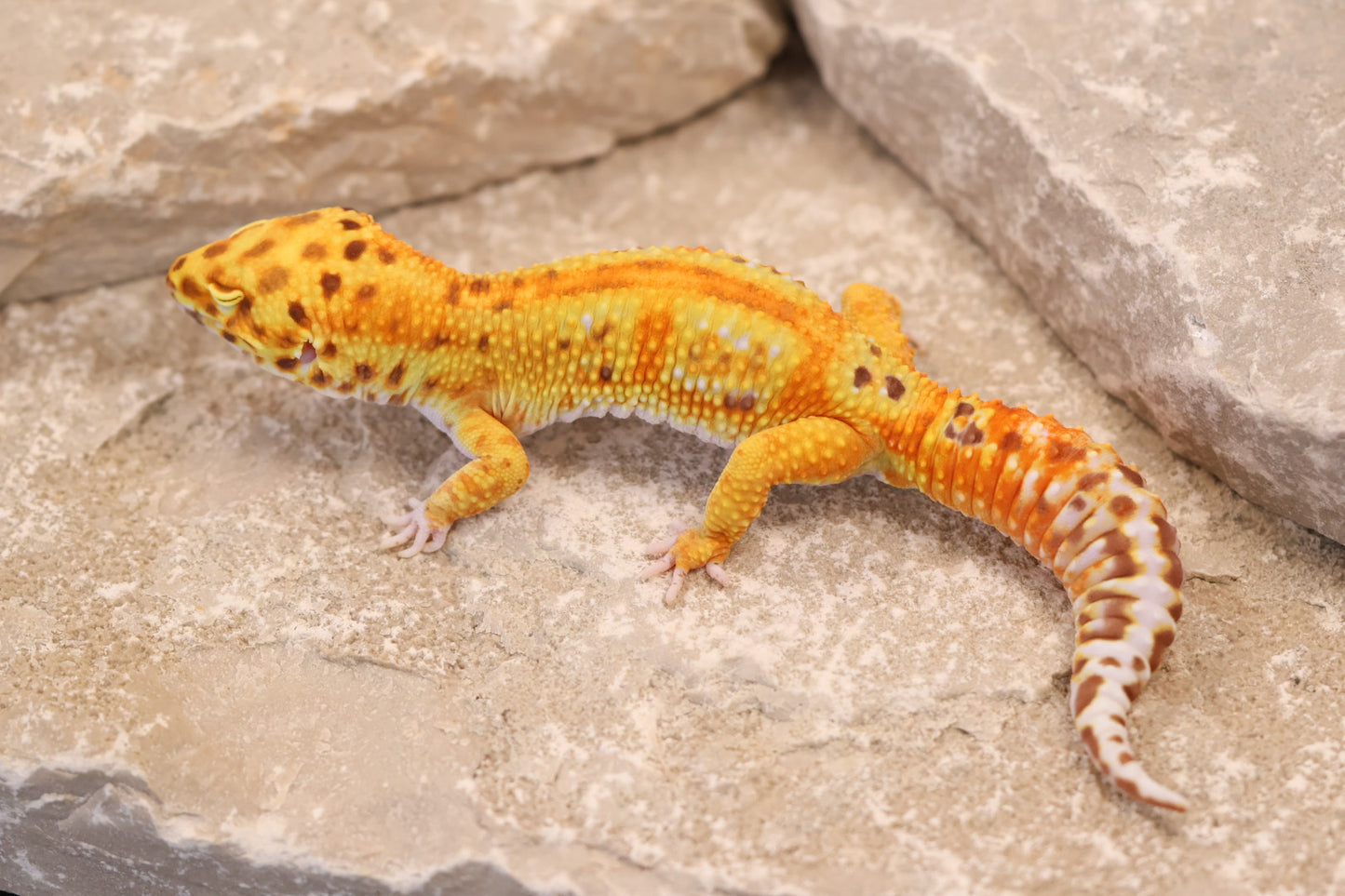 24-008 | Striped Tangerine Bell Albino | Male