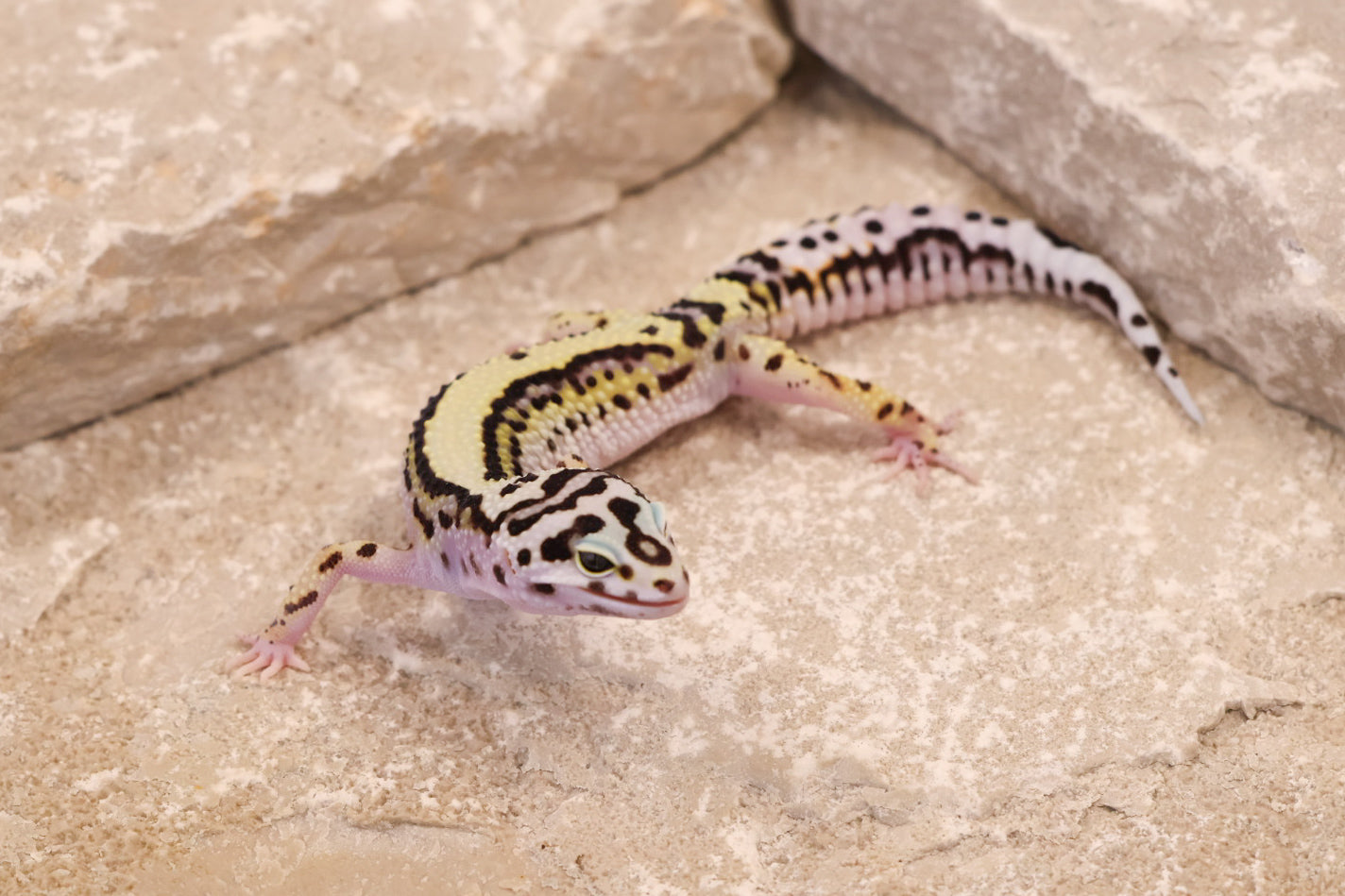 25-137 | Bold Stripe Possible W/Y | Female