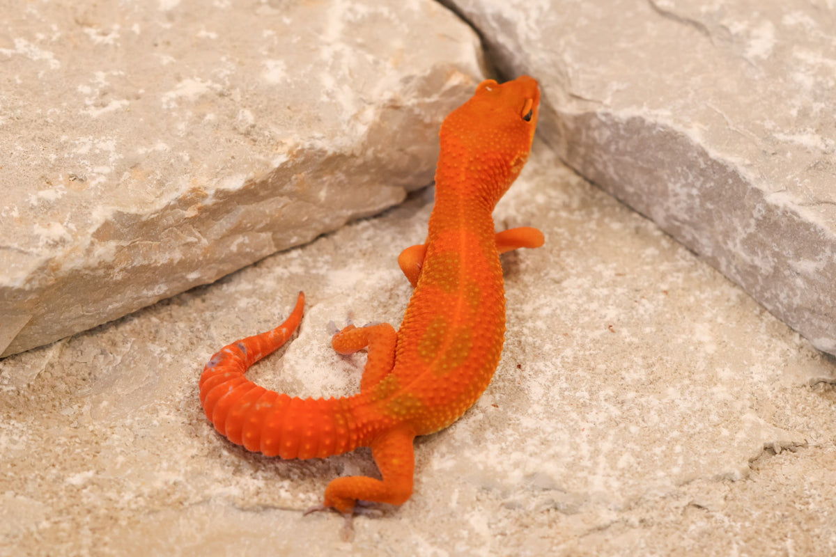 26-260 | Mandarin Blood Emerine | Female