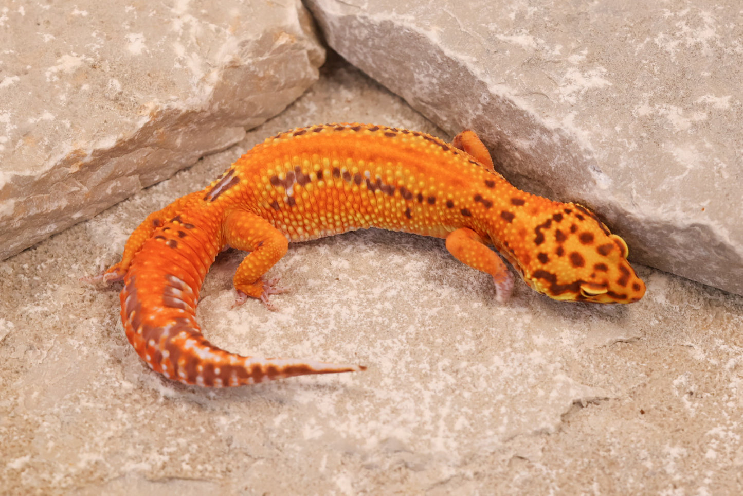 24-144 | Striped Lavender Tangerine Bell Albino | Female