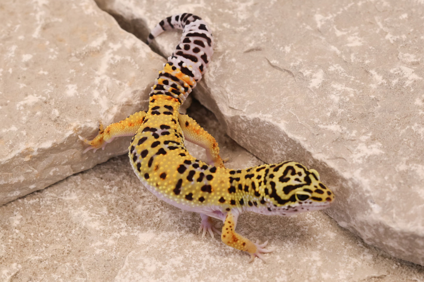 25-008 | Marble Eye 66% het Bell Albino | Male