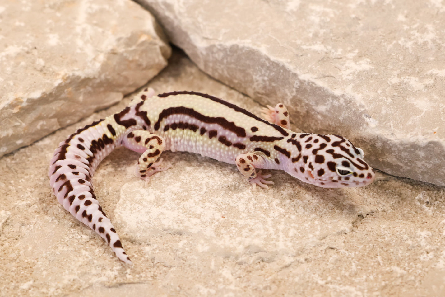 25-195 | Bold Stripe Gem Snow | Female