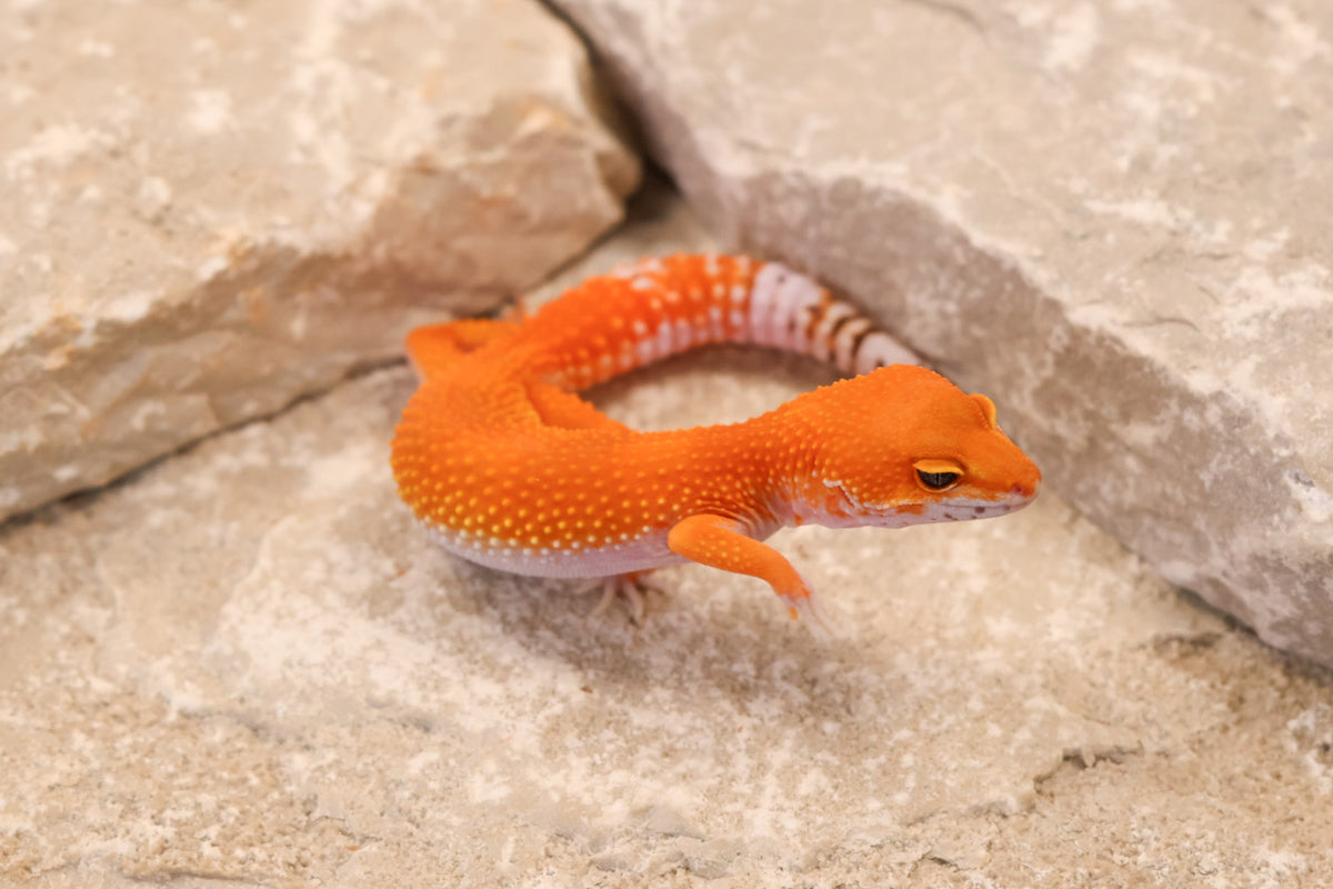 26-258 | Blood Tangerine het Tremper Albino | Female