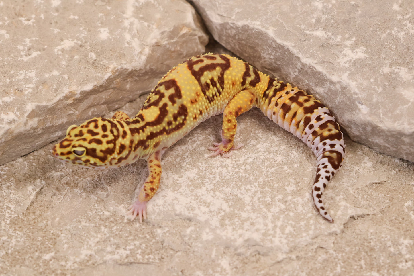 24-121 | Desert Bold | Female