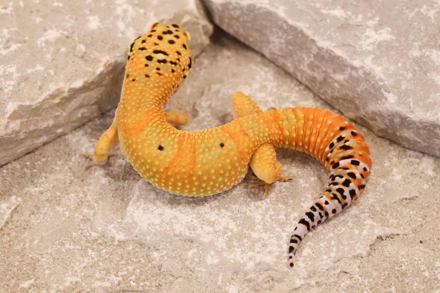 24-172 | Firewater/Inferno Tangerine het Rainwater Albino | Male