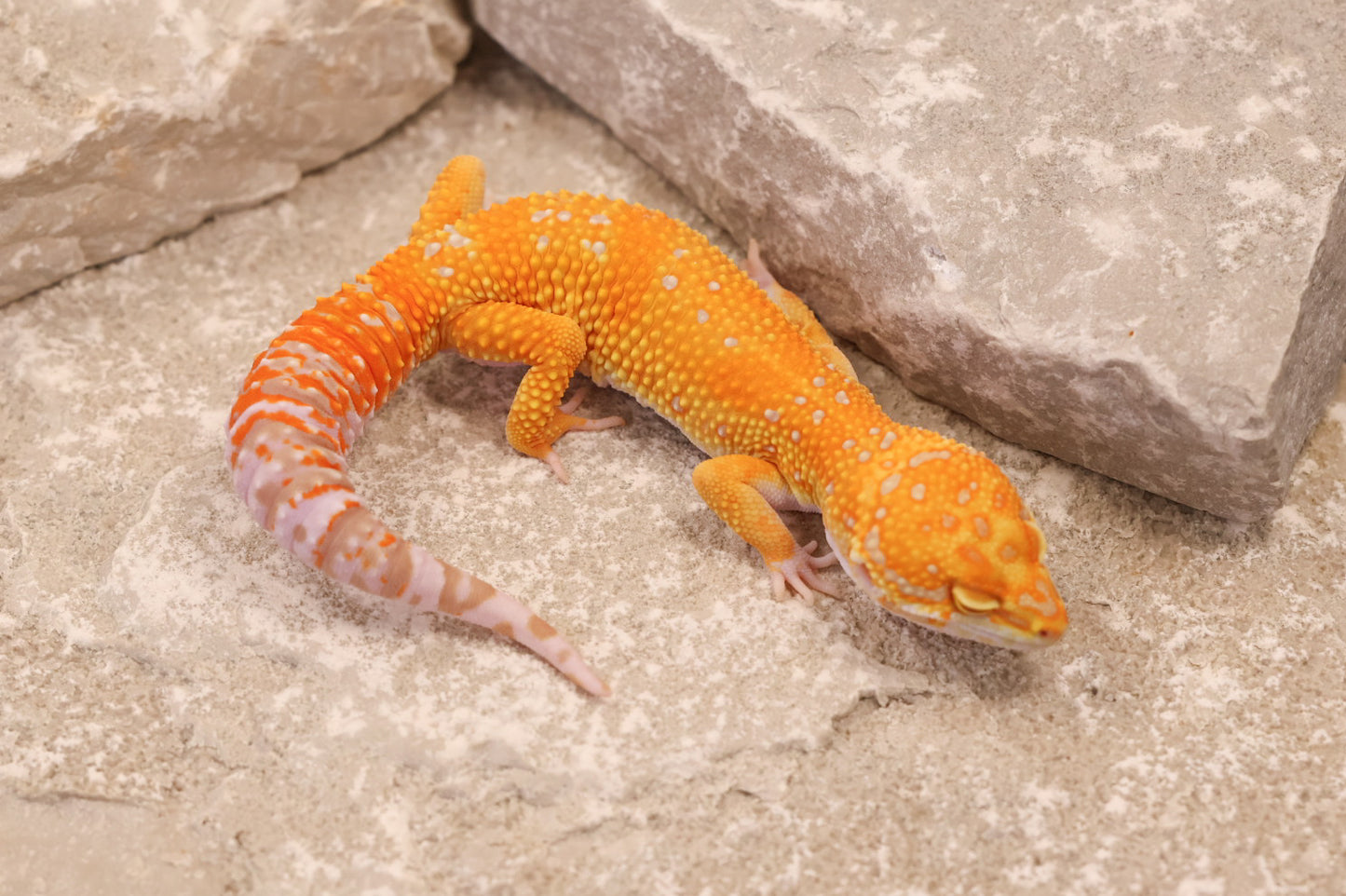 25-001 | Red Diamond/Tangelo Tangerine Tremper Albino | Male