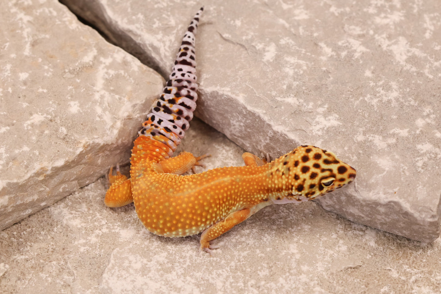 24-166 | Firewater/Inferno Tangerine het Rainwater Albino | Female
