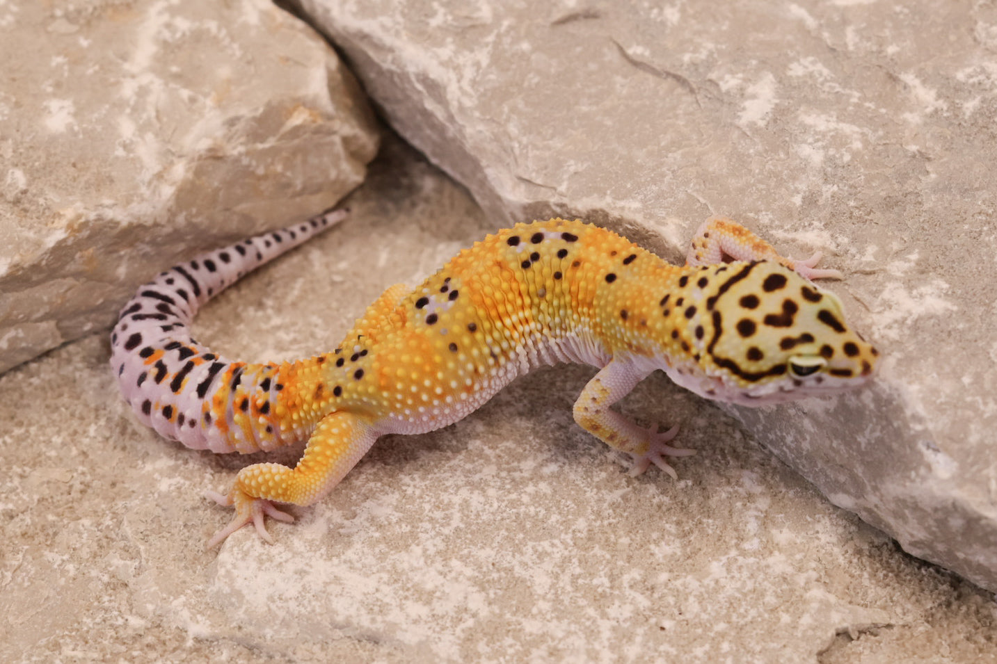 25-037 | Tangerine het Blizzard and Tremper Albino | Male