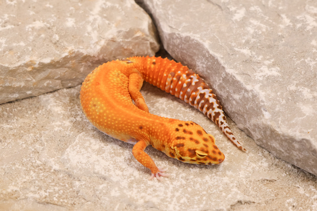24-095 | Striped Tangerine Bell Albino | Female