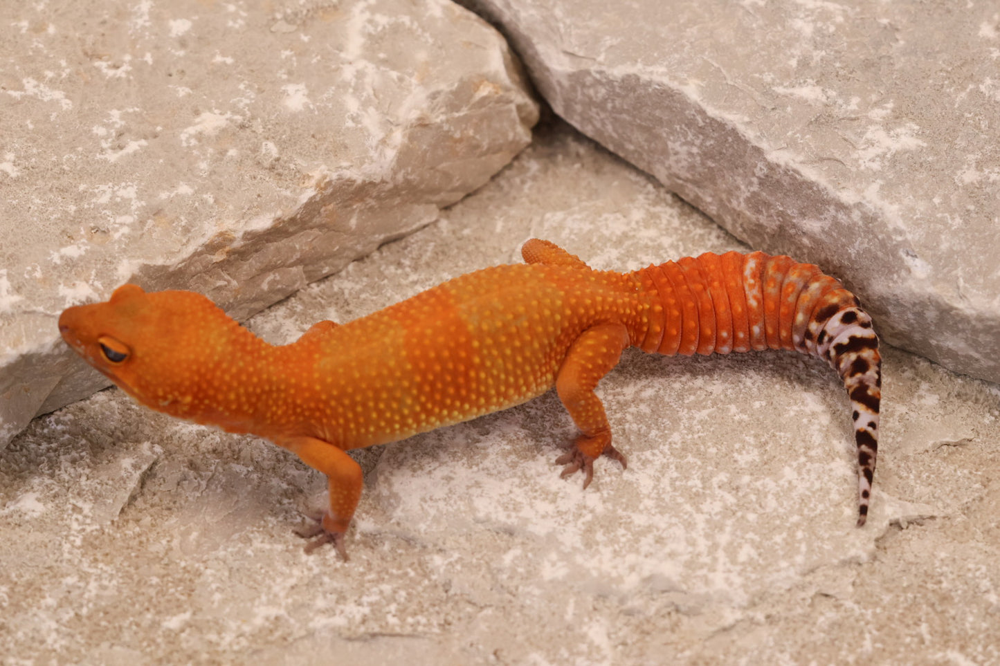 24-137 | Tangerine | Female
