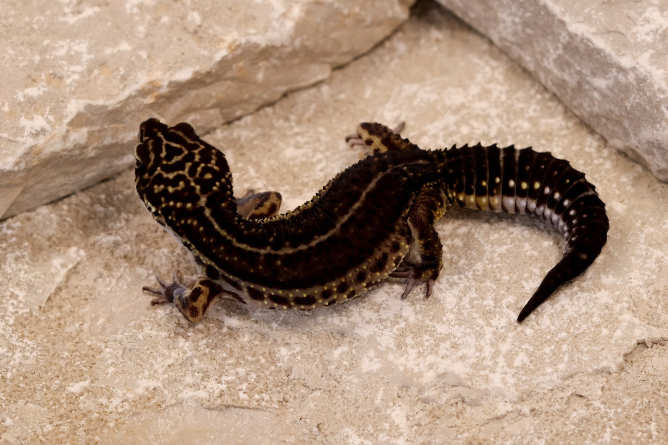 Melanistic