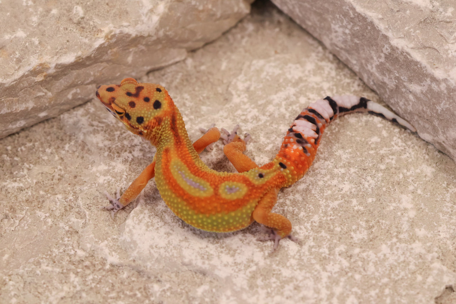 All Leopard Geckos