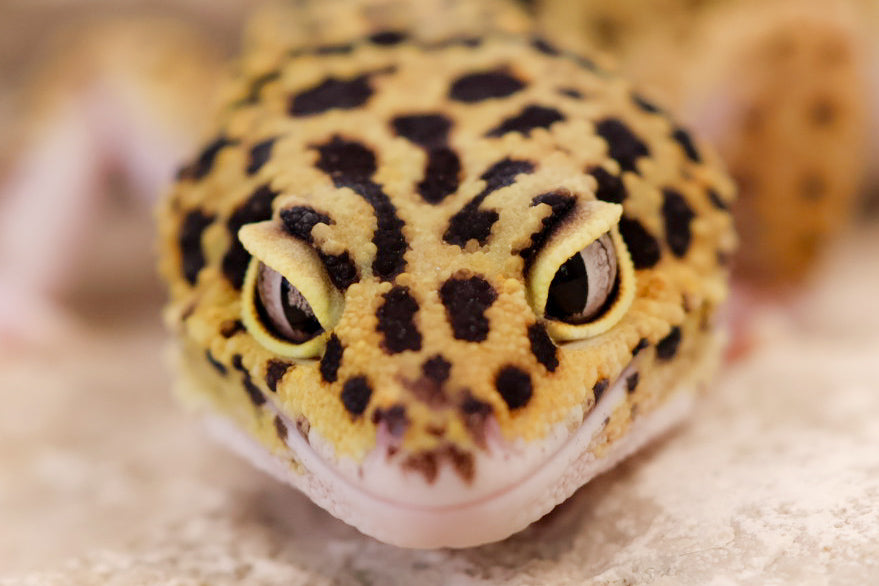 Eye Pigment Genes
