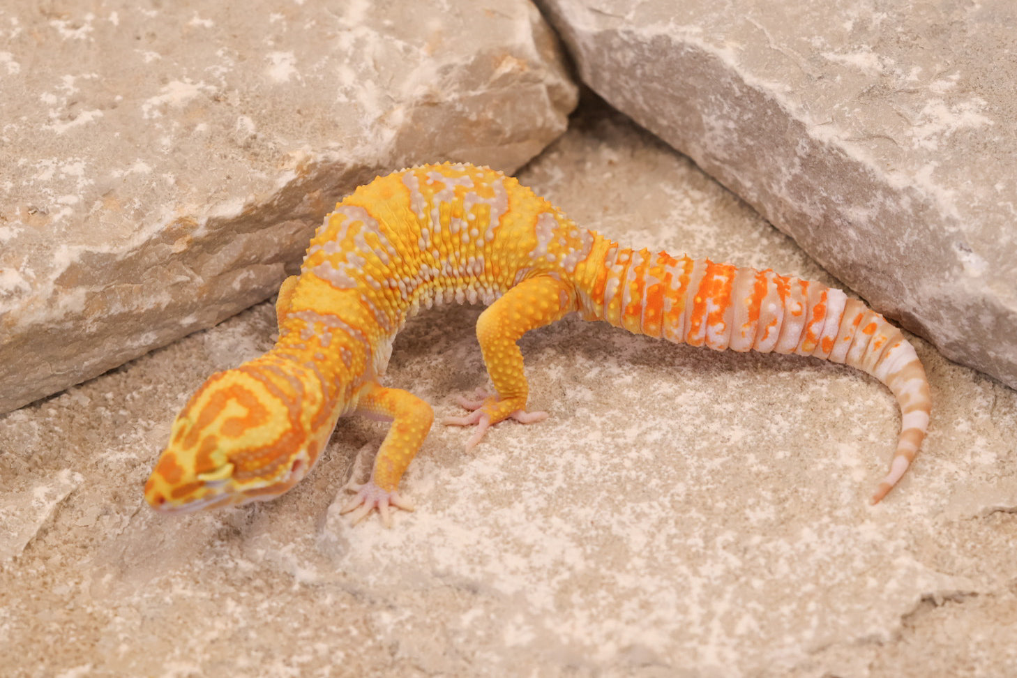 Albinos