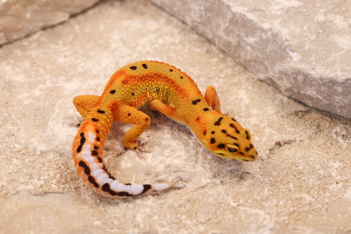 26-079 | Clown 66% het Tremper Albino | Female