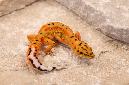 26-079 | Clown 66% het Tremper Albino | Female