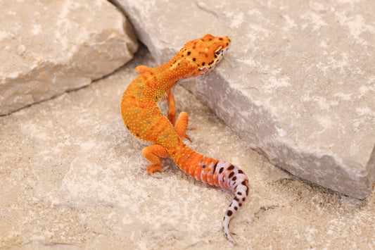 26-106 | Clown/Electric Inferno Tangerine | Female