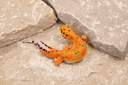 25-072 | Clown het Tremper Albino | Female