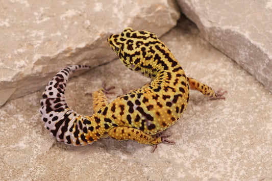 23-541 | Black Night Cross Tangerine het Bell Albino | Male