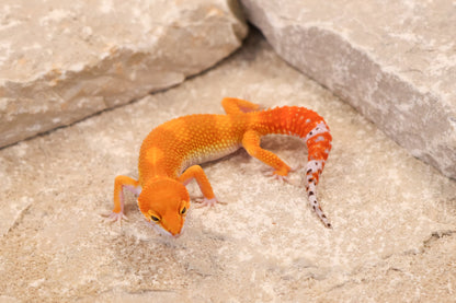 26-263 | Blood/Red Diamond Tangerine het Tremper Albino | Female