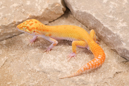 25-214 | RAPTOR | Male