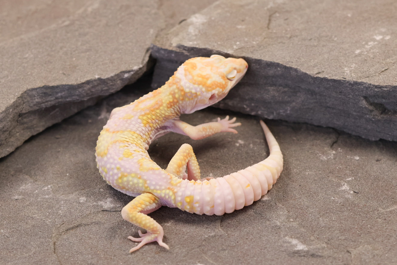 26-012 | Montanus Line Tremper Albino het Eclipse | Male