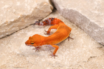 26-298 | Blood/Red Diamond Tangerine het Tremper Albino | Female