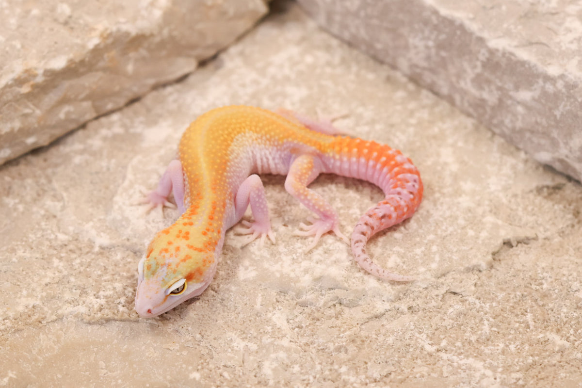 26-377 | W/Y Tangerine Eclipse het Bell Albino | Female