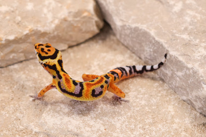 26-398 | Original Line Clown | Probable Male *HOLD*