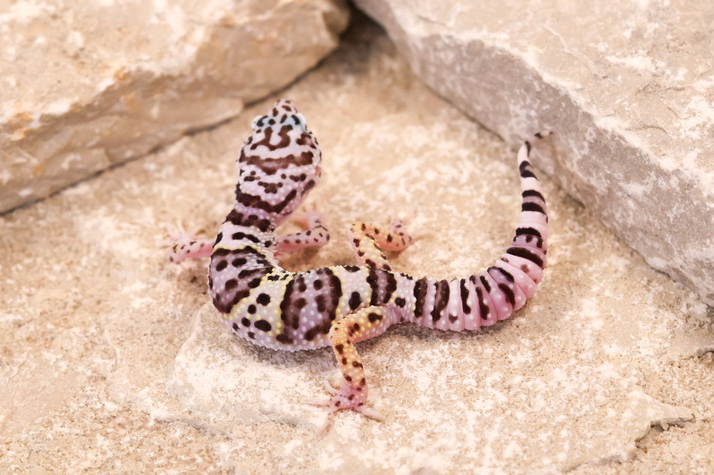 25-223 | Gem Snow | Probable Female